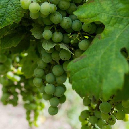 Clos De La Barbanne Монтань Экстерьер фото