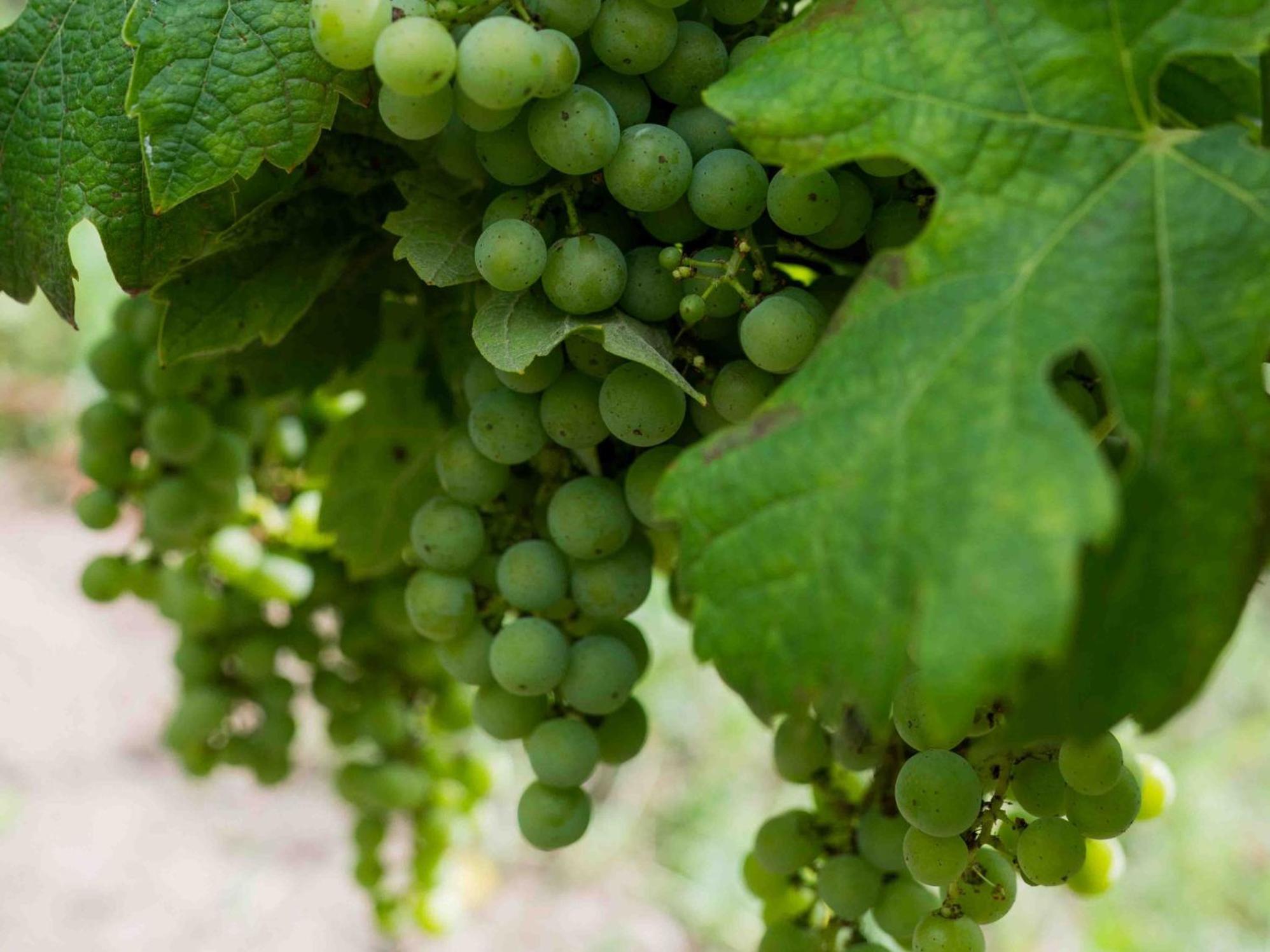 Clos De La Barbanne Монтань Экстерьер фото